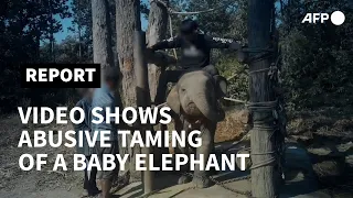 Video shows abusive taming of baby elephant for Thai tourism | AFP