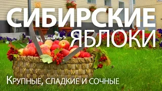 Топ ЗИМОСТОЙКИХ сортов ЯБЛОНЬ. САЖЕНЦЫ ЯБЛОНЬ 2020