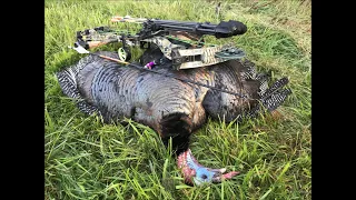 Oregon Archery Turkey May 2020 Short Version