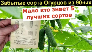 Лучшие Сорта Огурцов из 90 ых. Вы знали эти сорта Огурца?