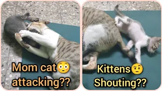 Mom Cat Attacks Kittens? , Kittens Shouting. mom cat attacks on kittens.