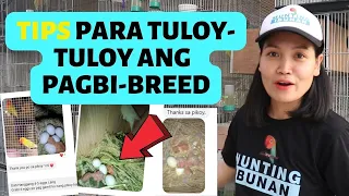 TEKNIK para DERETSO ang PANGINGITLOG ng AFRICAN LOVEBIRDS | TIPS para TULOY ang PAGBREED ng ibon