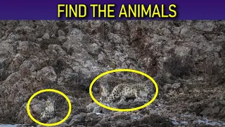 Find the Hidden Animals | QUIZ