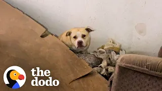 Pittie Rescued From A Crumbling Abandoned House  | The Dodo Pittie Nation