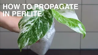 How To Propagate In Perlite ft. Monstera Albo Variegata