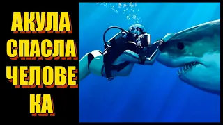 Акула спасла человека от геморроя