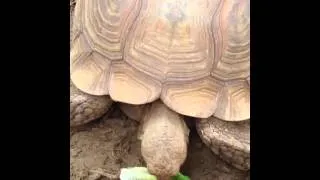 Feeding Lettuce to Turtles!