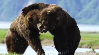 Alaskan Monster Bears Go At It