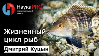 Изучение жизненного цикла рыб | Ихтиология – Дмитрий Куцын | Научпоп | НаукаPRO
