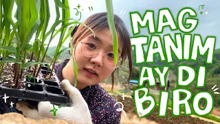 (May FARM kami sa KOREA?) - FARMING with my KOREANA LOLA 👩🏻‍🌾🌽🇰🇷 | Juwonee