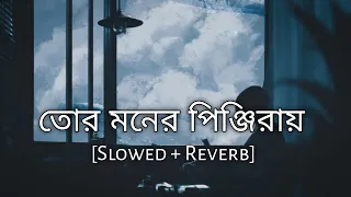 Tor Moner Pinjiray | Jisan Khan Shuvo | Slowed And Reverb | Bengali Lofi | 10 PM BENGALI LOFI