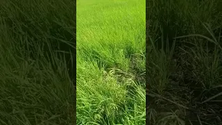 Paano maintain ang sigla ng ating palay