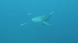 Lemon sharks being friendly