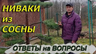 НИВАКИ из СОСНЫ  Ответы на вопросы