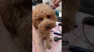 Miniature Poodle Teddy Cut in 60 seconds