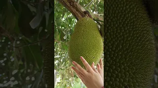 Jackfruit tree 😋🤤 #shorts #ytshorts