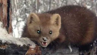 Добыл соболя.Работа с собаками.