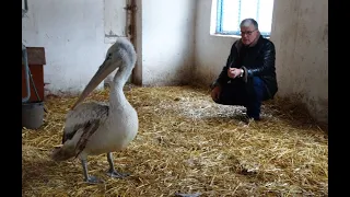 Как в Одесском зоопарке спасают уникального краснокнижного пеликана