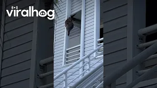 Raccoon Family Takes Up Residence in Apartment Ceiling || ViralHog