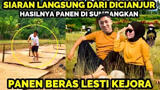 LIVE PANEN PADI AYAH KEJORA DI CIANJUR,LESTI KEJORA PEMBAWA BERKAH UNTUK SEMUA ORANG !!!