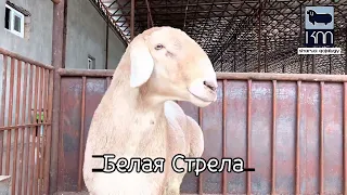 Белая Стрела. Сын Гулливера.