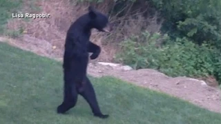 New Jersey's Walking Bear Mystery Solved