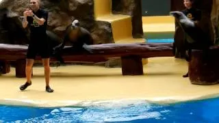 Tenerife, Loro Park - морские котики - 5