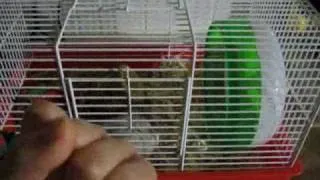 The Hamster's Great Escape