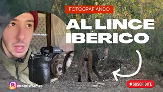 Fotografío al lince ibérico sin hide || Fotografía de fauna salvaje Ep. 8