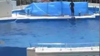 Dolphin suicide