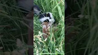 Skunk Has Deer in Distress || ViralHog