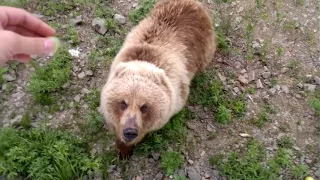 медведица пришла в гости покушать - 6.Камчатка,Россия(bear came to visit out - 6.Kamchatka, Russia)