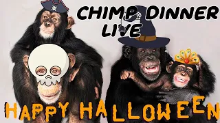 The one and ONLY Chimp Dinner Live | Oct 31st