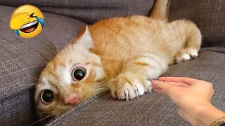 New Funny Videos 2024 😺😍  Cutest Cats and Dogs🐕🐈# 66