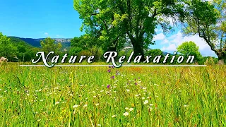 Relaxing Nature Ambience Meditation 🌳 Healing Sounds of a LOVELY SPRING Sunny Day in the FOREST#1