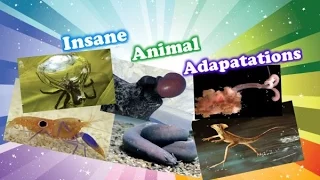 Insane Animal Adaptations