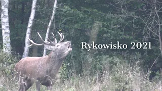 Rykowisko 2021- Za ryczącym bykiem