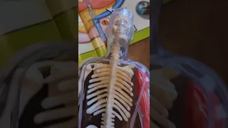 Squishy Human Body from PaperPie