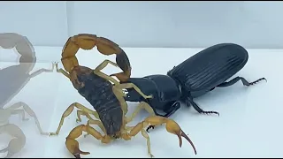 巨蝼步甲VS蝎子 东亚钳蝎PK巨蝼步甲 巨蝼步甲捕食 Carabidae VS scorpion,scorpion PK Carabidae