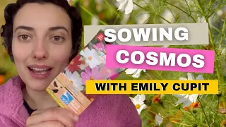 Sowing Cosmos Flowers With Emily Cupit