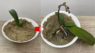 Incredible! Use This Instead of Orchid Soil Let Rootless And Leafless Orchids Revive
