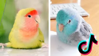 Funny & Cute Parrots that Will Cheer You Up 😘😂