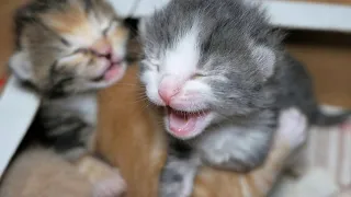 Baby Kittens Crying Because Mom Was Poisoned