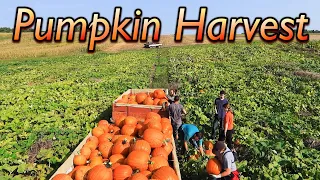 Pumpkin Harvest at Wishwell Farms!
