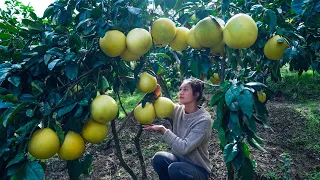 Cooking Giant Red Pomelo in Various Ways that You Never Even Thought of!