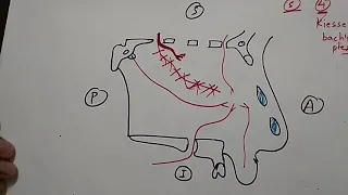 Nose Blood Supply (Kiessel bach's plexus) and it's clinical | TCML