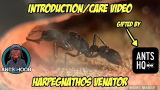 Introduction/care Video of my Harpegnathos venator, gifted to me by ANTSHQ