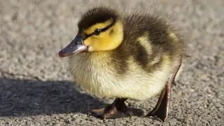 💗FIRST Ducklings of the Season! Adorable fluffballs sitting on a rock💗