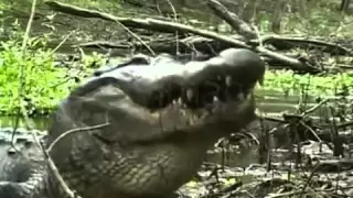 Crocodile eats a huge turtle