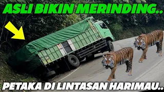 BIKIN MERINDING !!! Petaka Di Pelintasan Harimau, Gagal Menanjak Truk Mundur Terperosok Ke Selokan